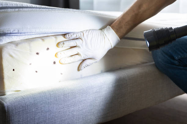 Pest Prevention Services in Silver Firs, WA